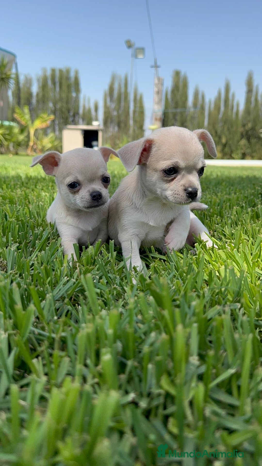 Chihuahua perros en venta: CHIHUAHUA MACHO - Imagen 14