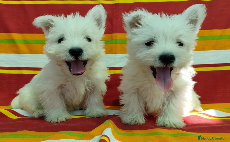 West Highland White Terrier perros - Anuncio 3