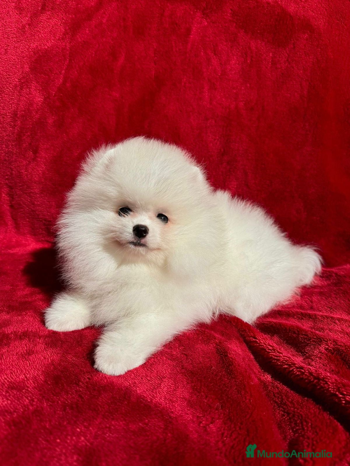 Pomerania perros Pomerania Hembra - Anuncio 1