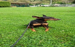 Pinscher Miniatura perros en venta: Pinscher Miniatura  - Imagen 8