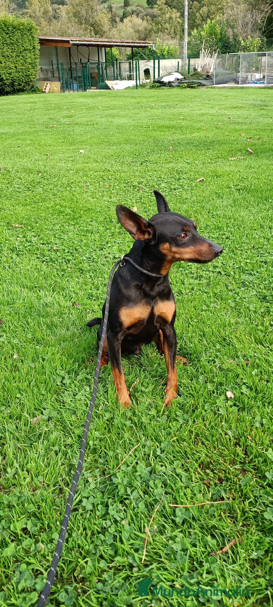 Pinscher Miniatura perros en venta: Pinscher Miniatura  - Imagen 8