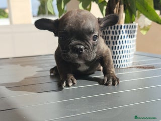 Bulldog Francés perros - Anuncio 1