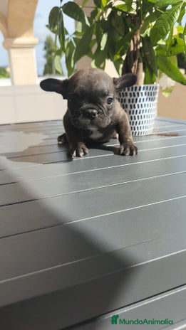 Bulldog Francés perros - Anuncio 1