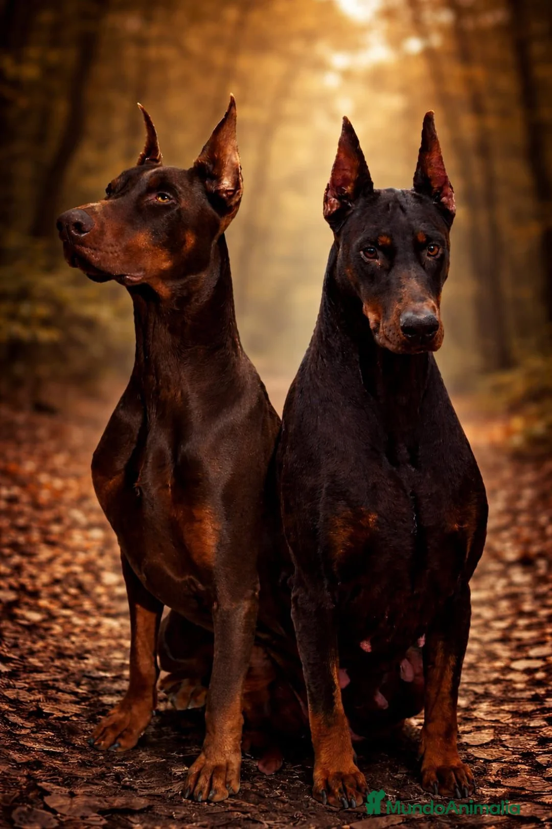 Dobermann perros en venta: Espectacular camada dóberman negro fuego  - Anuncio 1