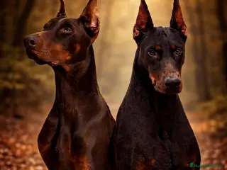 Dobermann perros Espectacular camada dóberman negro fuego - Anuncio 1