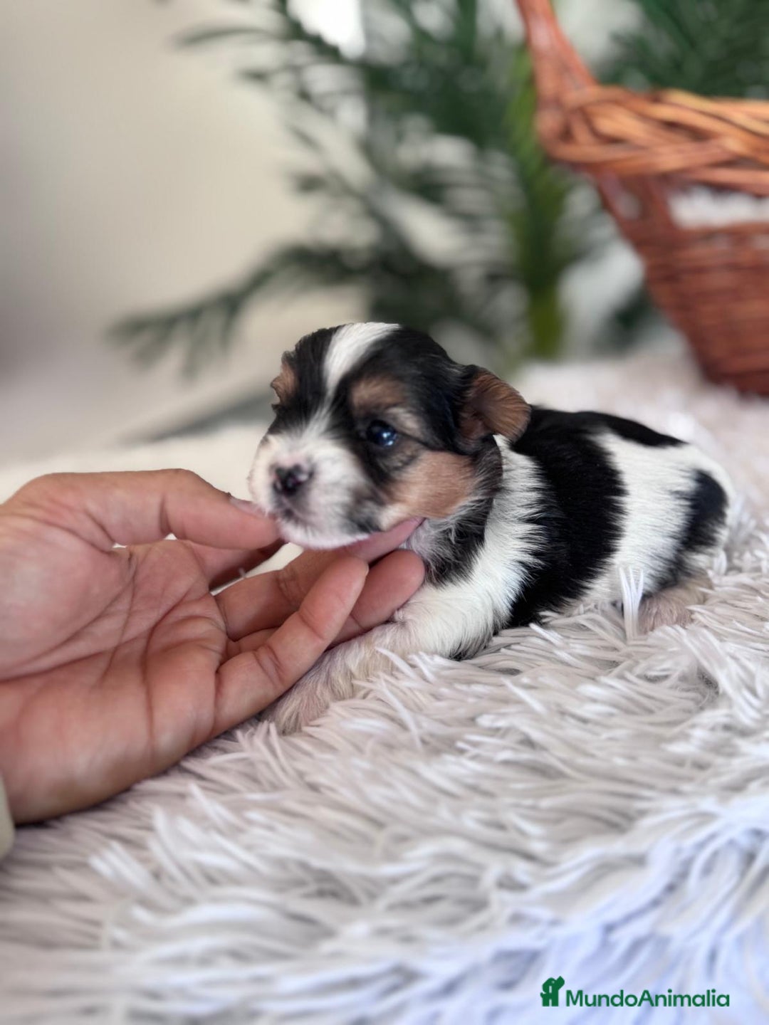 Yorkshire Terrier perros en venta: YORKSHIRE BIEWER - Anuncio 5