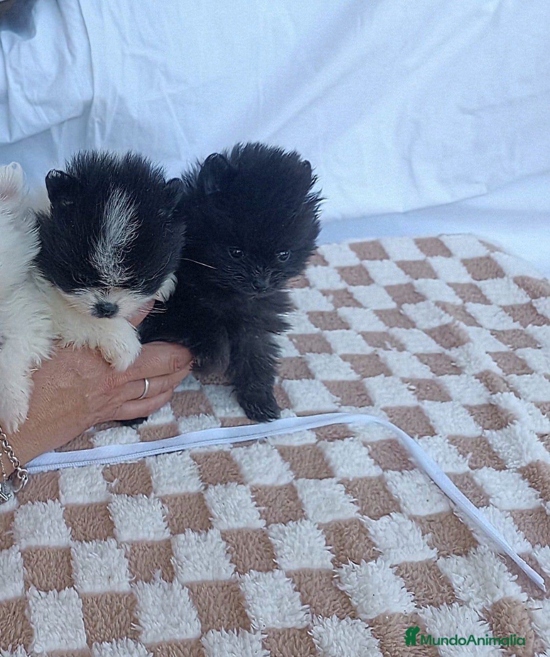 Pomerania perros en venta: HEMBRITAS POMERANIA SUPER TOY   - Anuncio 2