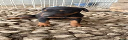 Dobermann perros en venta: Cachorros Dobermann!!!🐶🐾 - Anuncio 5