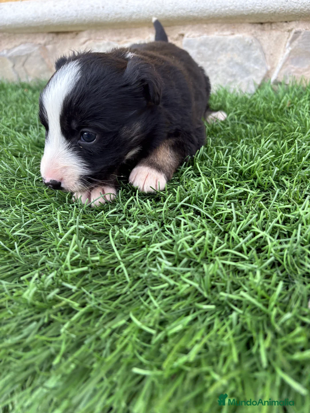 Border Collie perros en venta: Border Collie hembra negra blanca  - Anuncio 11
