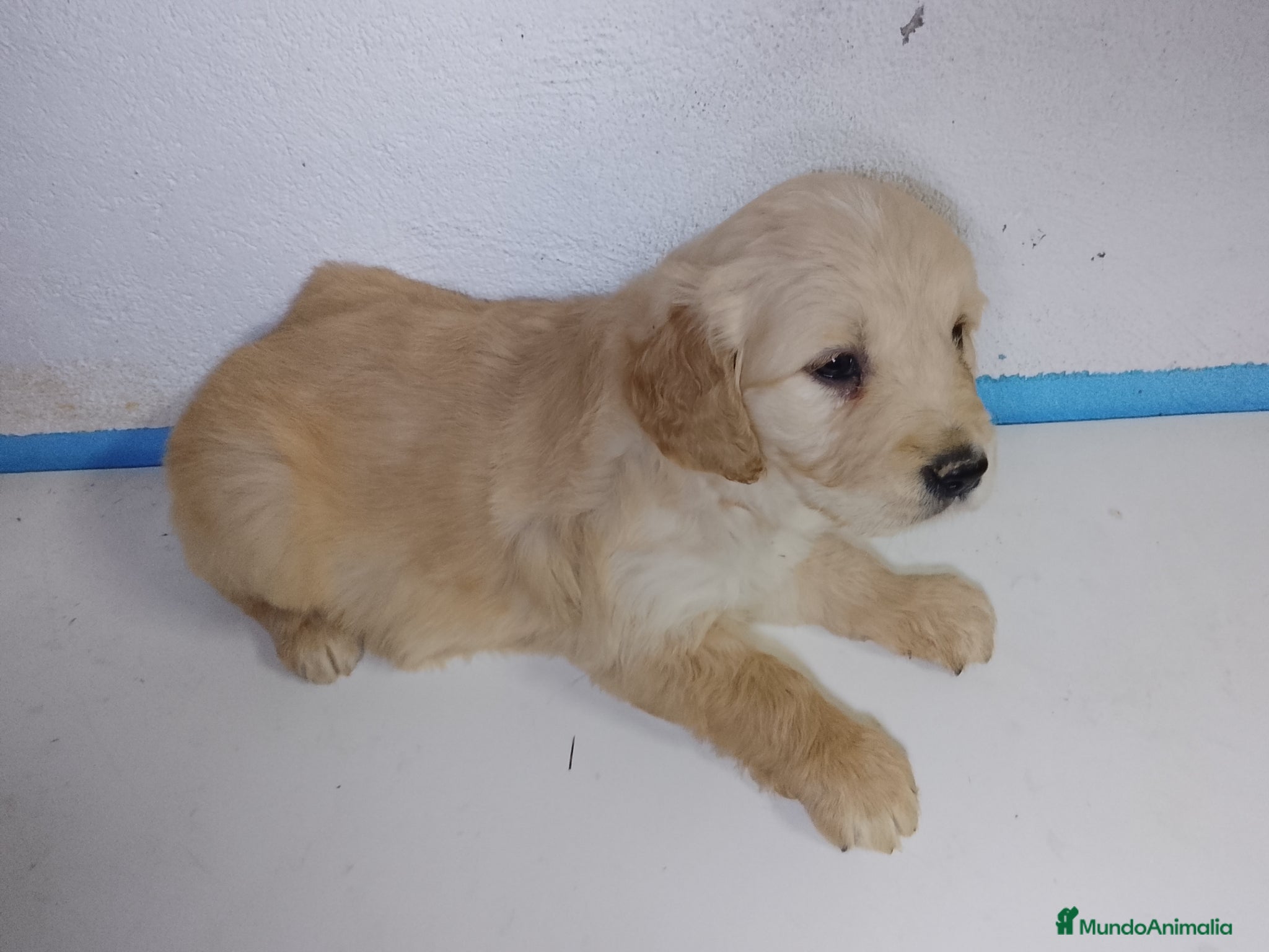 Golden Retriever perros Cachorro de golden retriever. - Anuncio 1