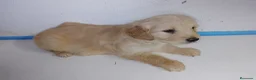 Golden Retriever perros en venta: Cachorro de golden retriever. - Anuncio 1