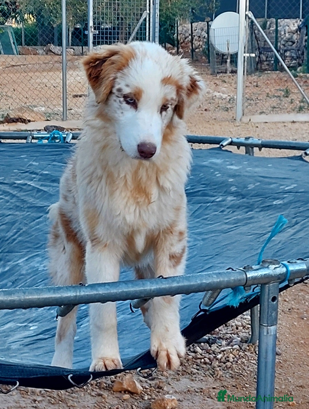 Pastor Australiano perros en adopcion: Hembra rojo merle - Anuncio 6