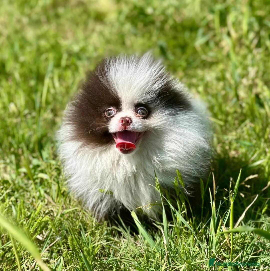 Pomerania perros en venta: EXCLUSIVA LULU POMERANIA MINITOY - Anuncio 2