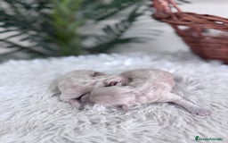 Maltipoo perros en venta: MALTIPOO HEMBRA - Imagen 3