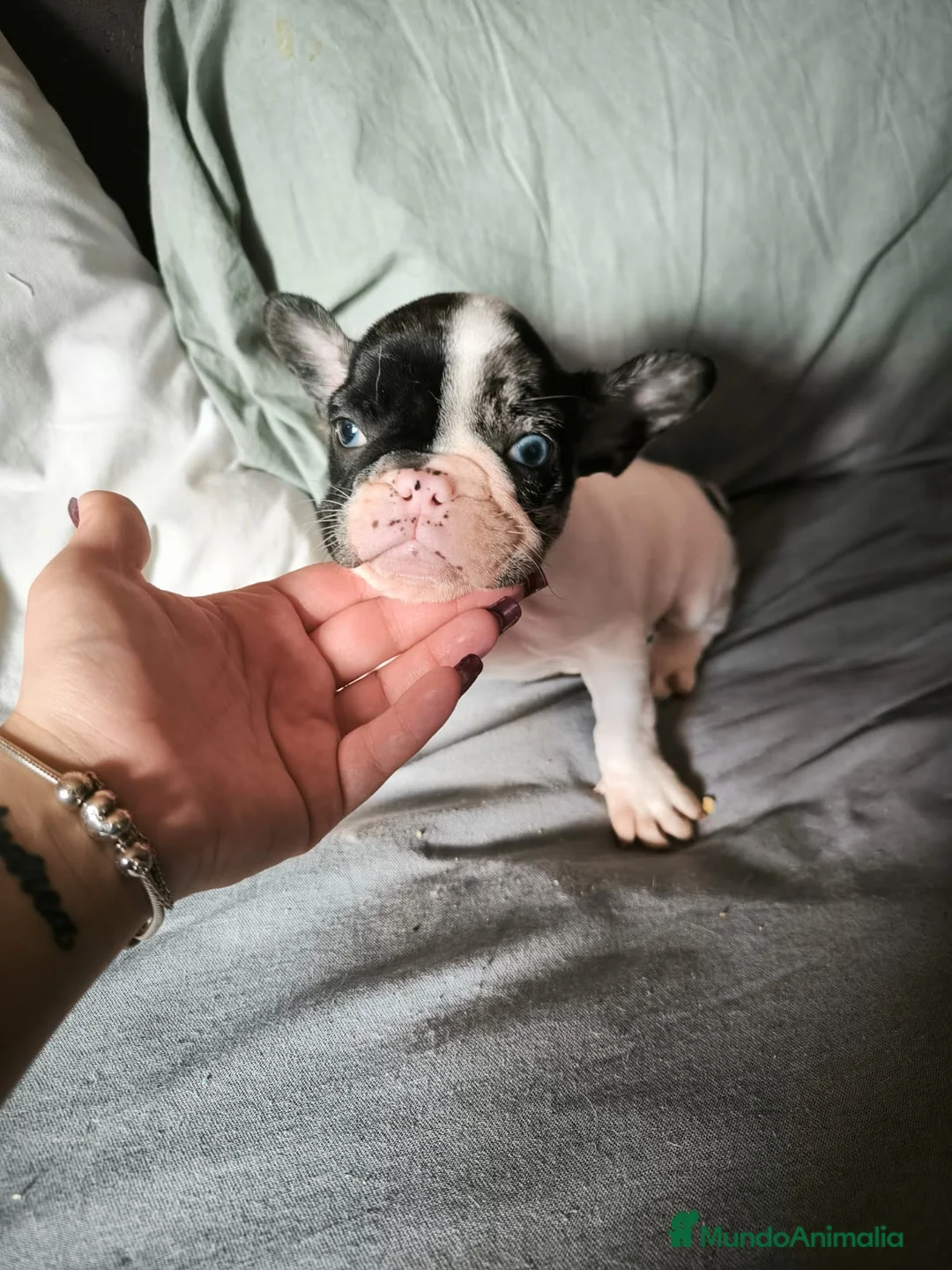 Bulldog Francés perros en venta: BULLDOG FRANCÉS MERLE en Madrid - Anuncio 10