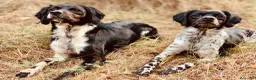 Épagneul Breton perros en venta: Epagneul breton - Anuncio 8