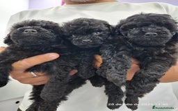 Caniche Toy perros en venta: Cachorros de caniche  - Imagen 4