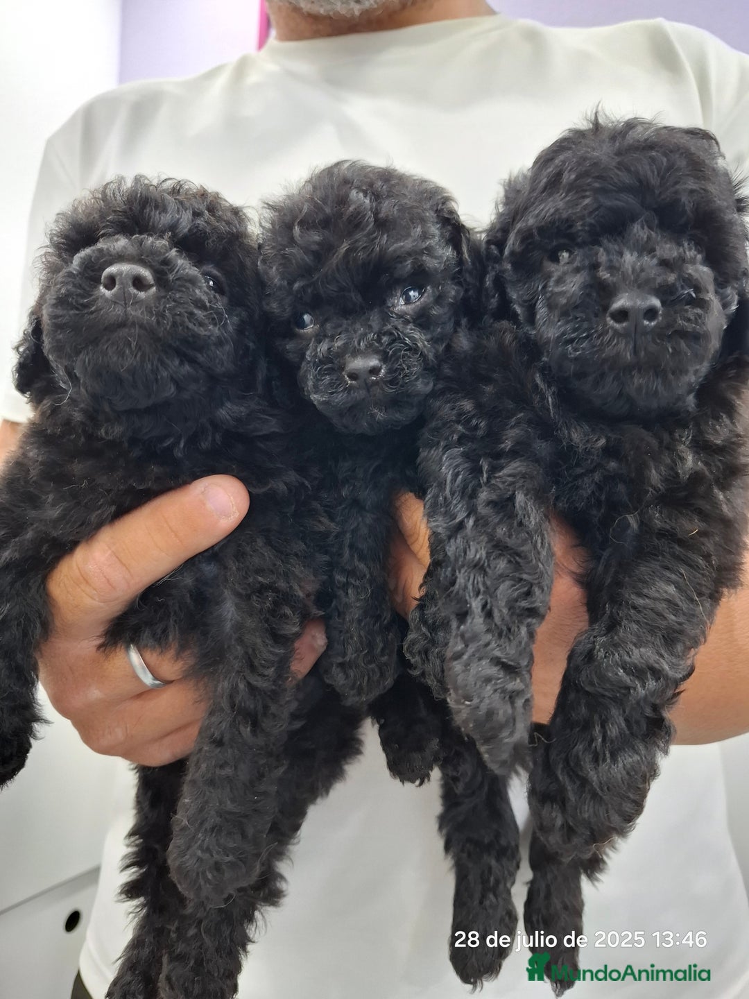 Caniche Toy perros en venta: Cachorros de caniche  - Imagen 4