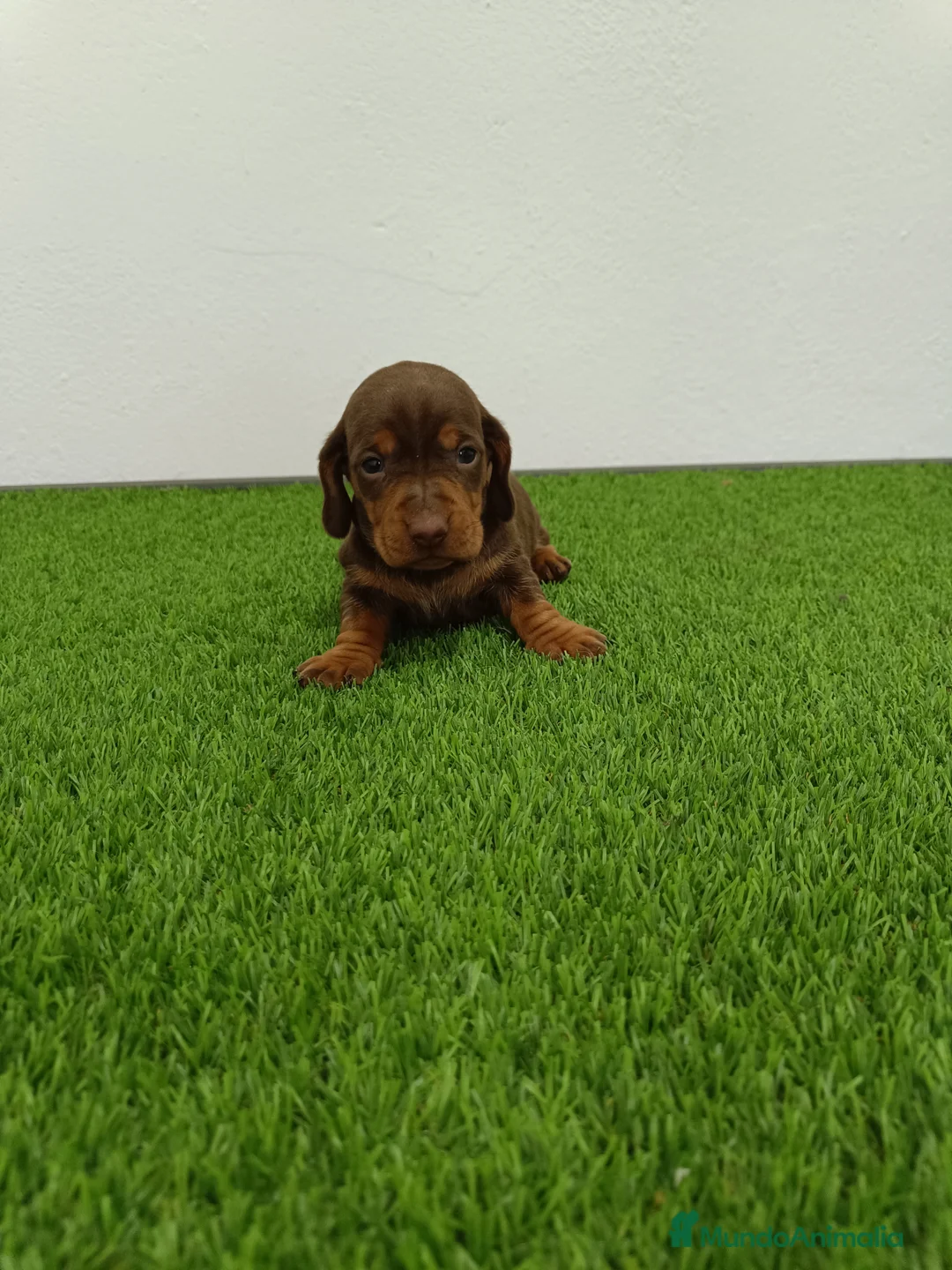 Teckel Miniatura perros en venta: Teckel hembra mini - Anuncio 5