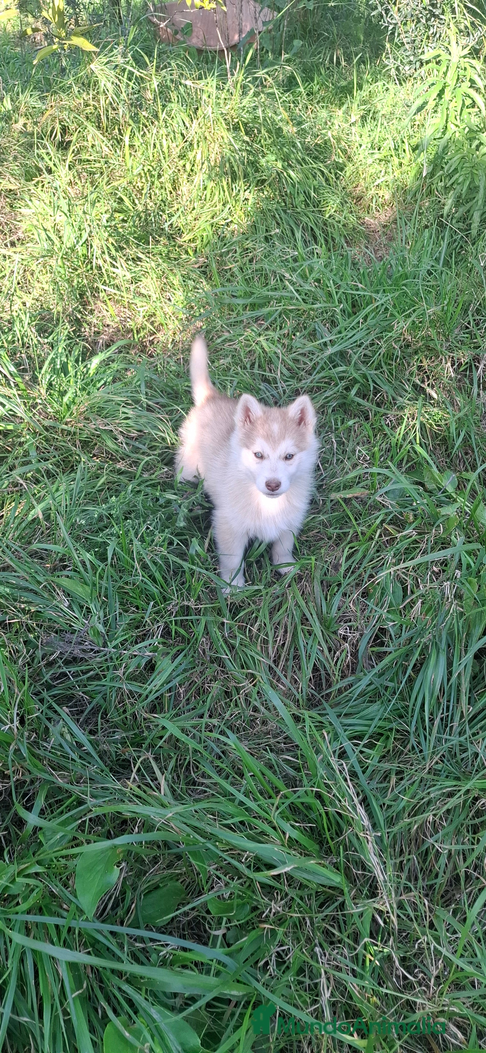 Husky Siberiano perros Husky siberiano - Anuncio 19