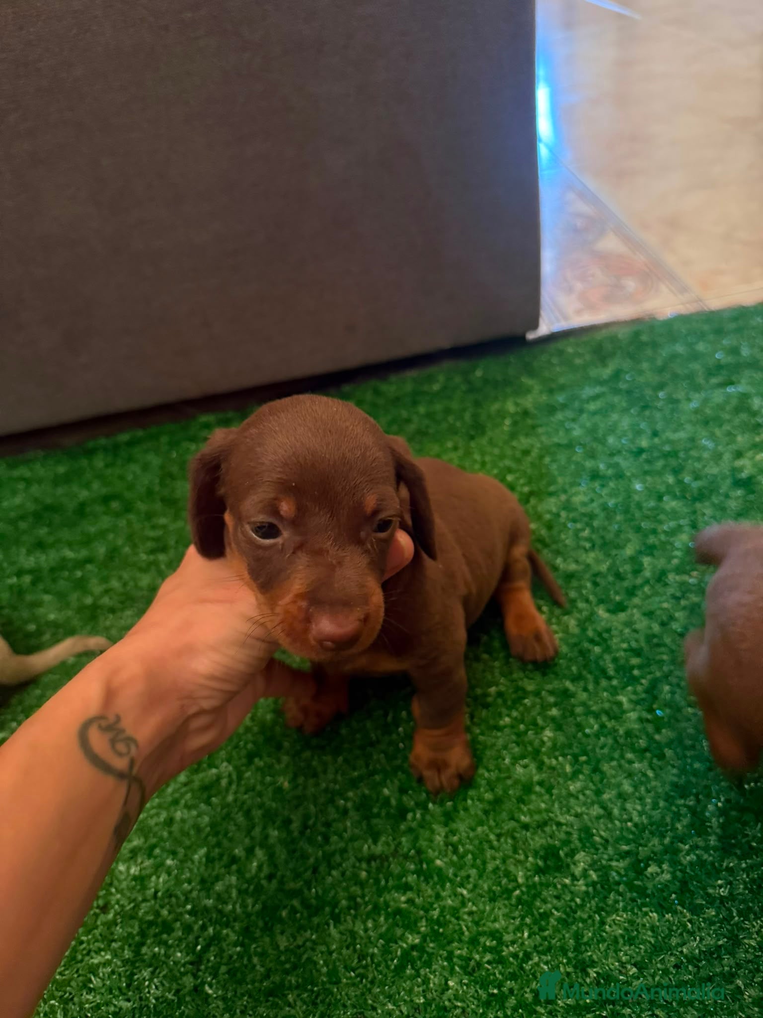 Teckel Miniatura perros Excelente camada de Teckel chocolate y arlequin  - Anuncio 5