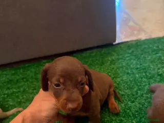 Teckel Miniatura perros Excelente camada de Teckel chocolate y arlequin - Anuncio 5