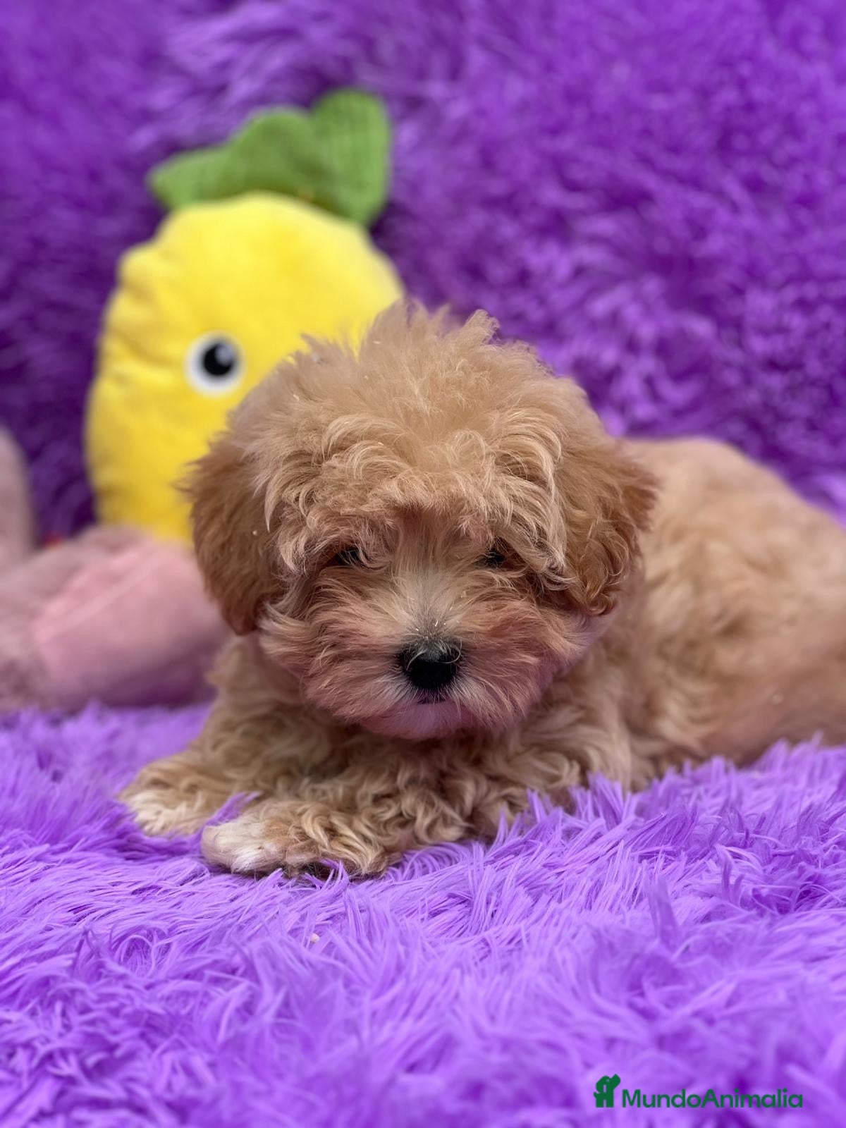 Maltipoo perros MALTIPOO TOY DISPONIBLES - Anuncio 15