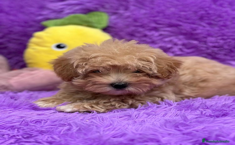 Maltipoo perros - Propaganda 1