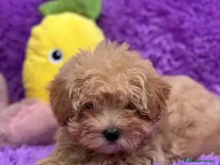Maltipoo perros MALTIPOO TOY DISPONIBLES - Anuncio 28