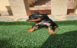 Pinscher Miniatura perros en venta: Espectaculares mini pincher  - Imagen 2