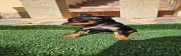 Pinscher Miniatura perros en venta: Espectaculares mini pincher  - Anuncio 2