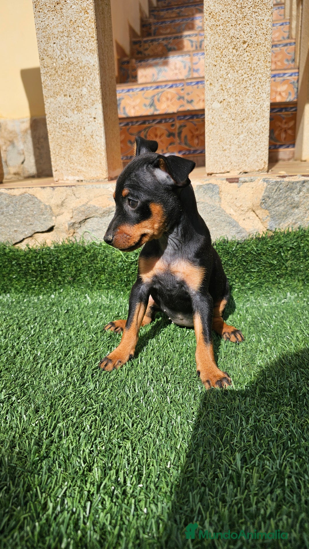 Pinscher Miniatura perros en venta: Espectaculares mini pincher  - Imagen 2