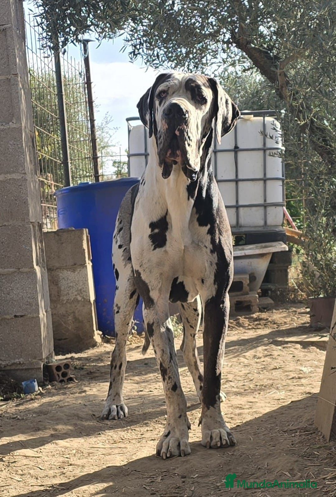 Dogo Alemán perros en venta: Cachorrita de Gran Danes  - Anuncio 4