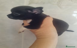 Chihuahua perros en venta: CHIHUAHUA MACHO TEA CUP - Imagen 1