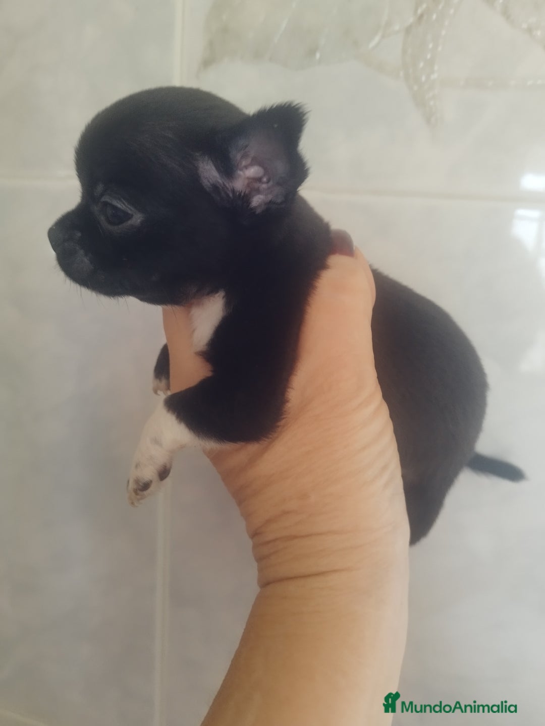 Chihuahua perros en venta: CHIHUAHUA MACHO TEA CUP - Imagen 1