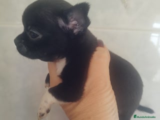 Chihuahua perros - Anuncio 1