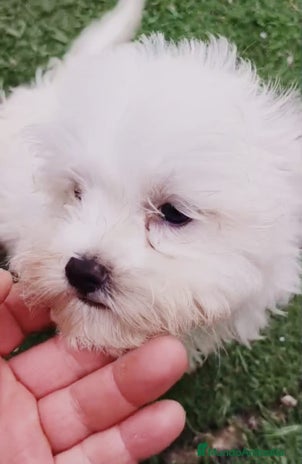 Bichón Maltés perros Bichon maltes - Anuncio 10