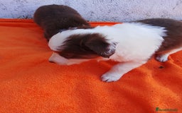 Border Collie perros en venta: Border collie  - Imagen 4