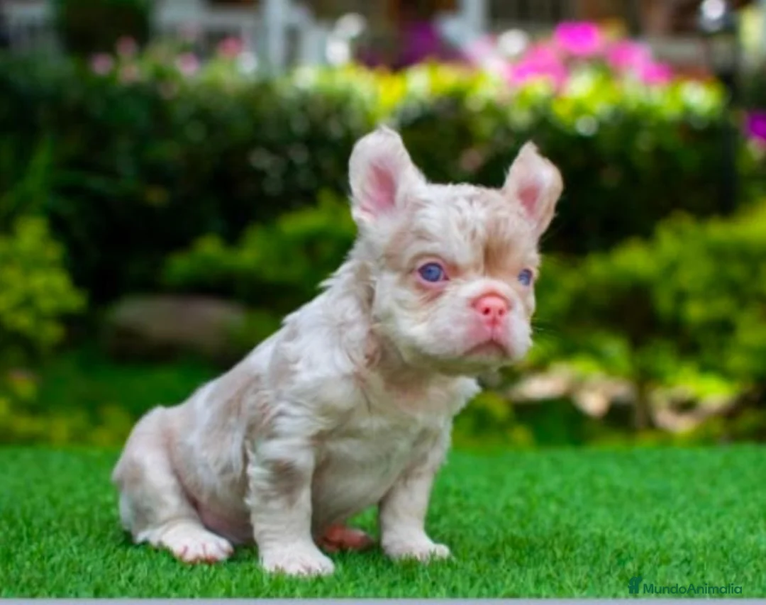 Bulldog Francés perros en venta: Bulldog Fluffys y big rope  - Anuncio 7