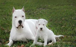 Dogo Argentino perros en venta: DOGO ARGENTINO , CACHORROS  631 67 03 85 - Imagen 3