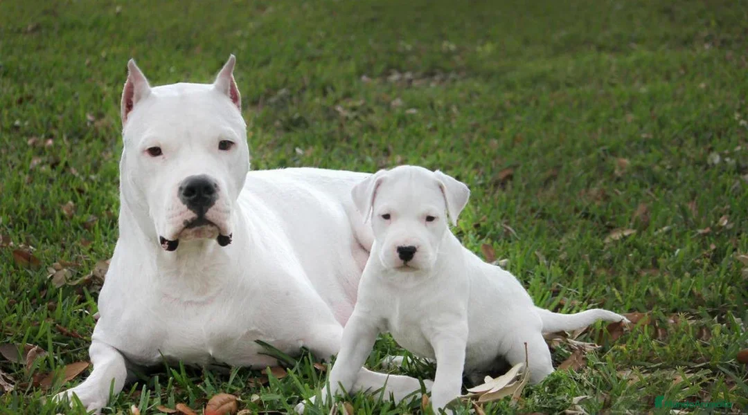 Dogo Argentino perros en venta: DOGO ARGENTINO , CACHORROS  631 67 03 85 - Imagen 3