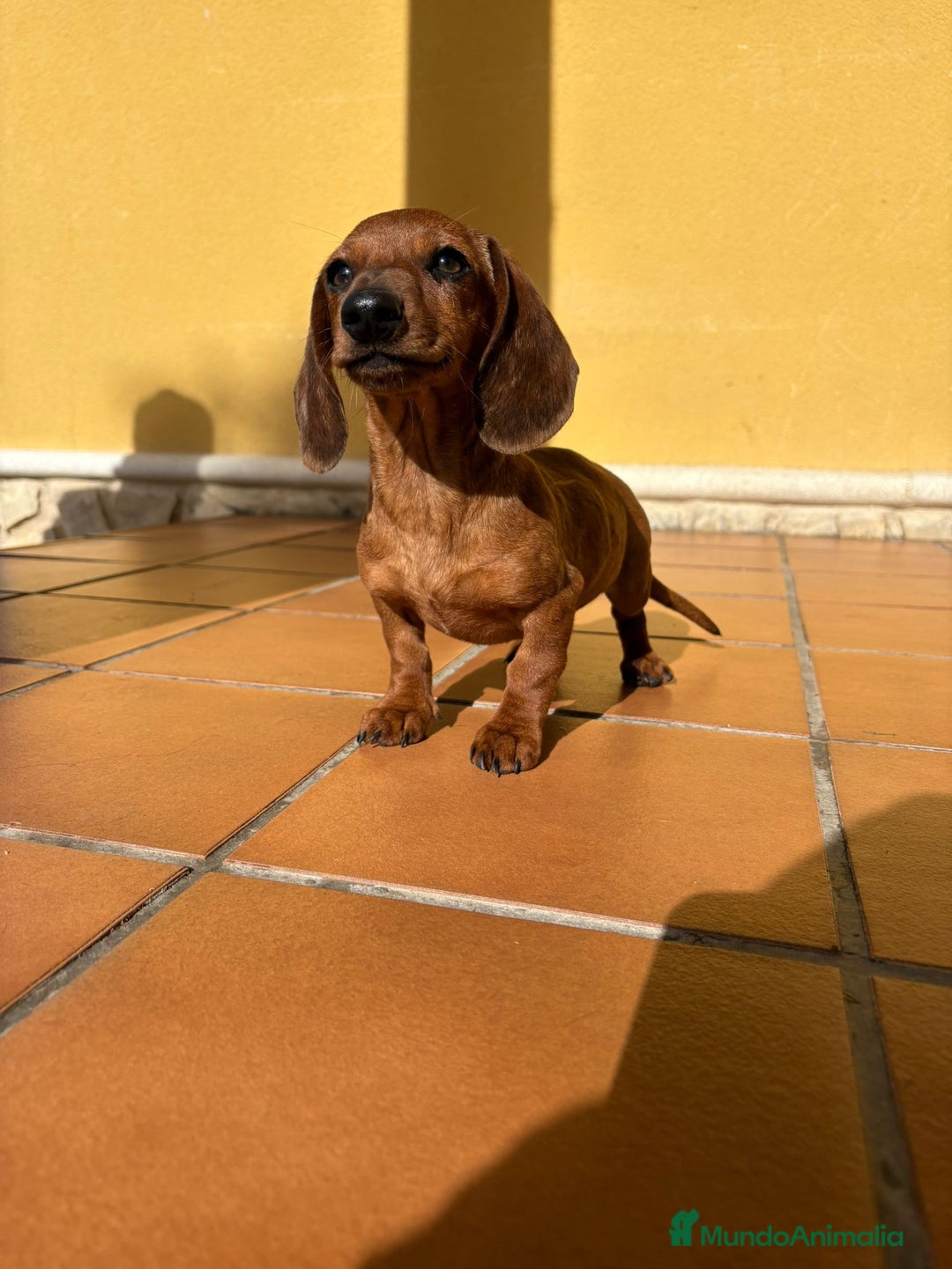 Teckel perros en venta: Teckel kaninchen merle chocolate diluido - Anuncio 9