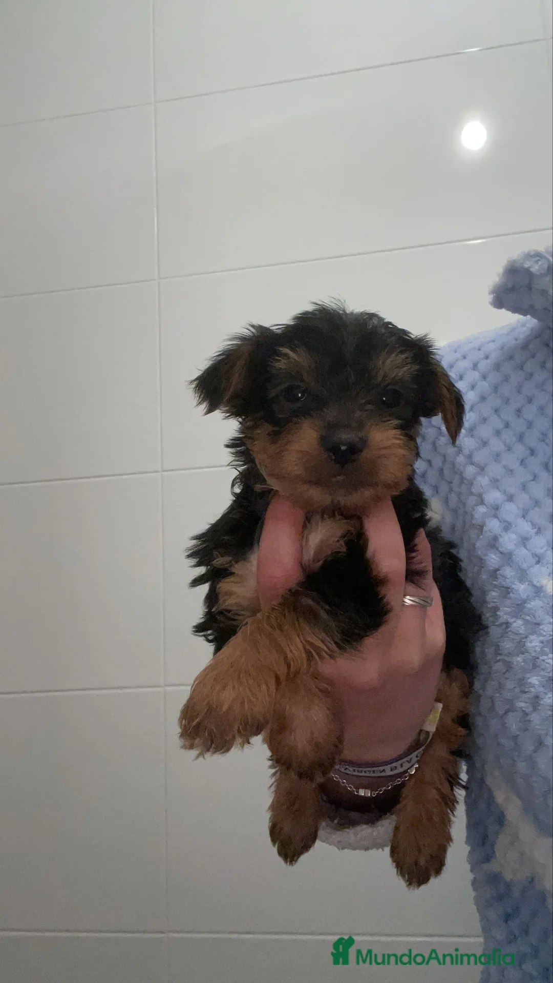 Yorkshire Terrier perros en venta: Yorkshire  - Anuncio 1