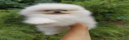 Pomerania perros en venta: Pomerania macho muy chatito  - Anuncio 3