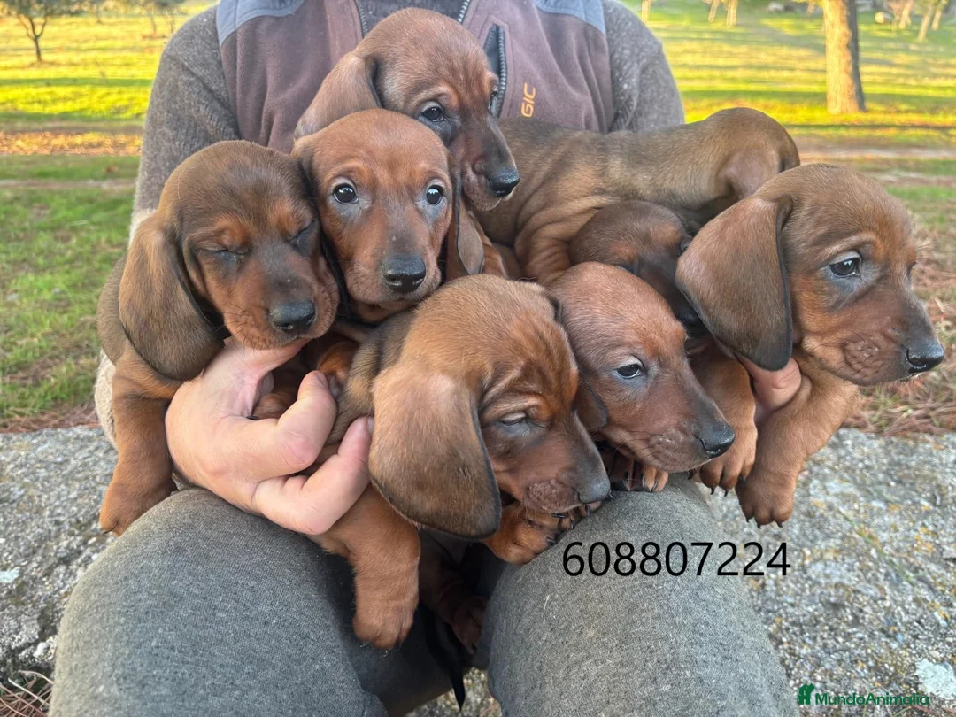 Teckel perros en venta: Teckel Standard cachorros - Anuncio 2