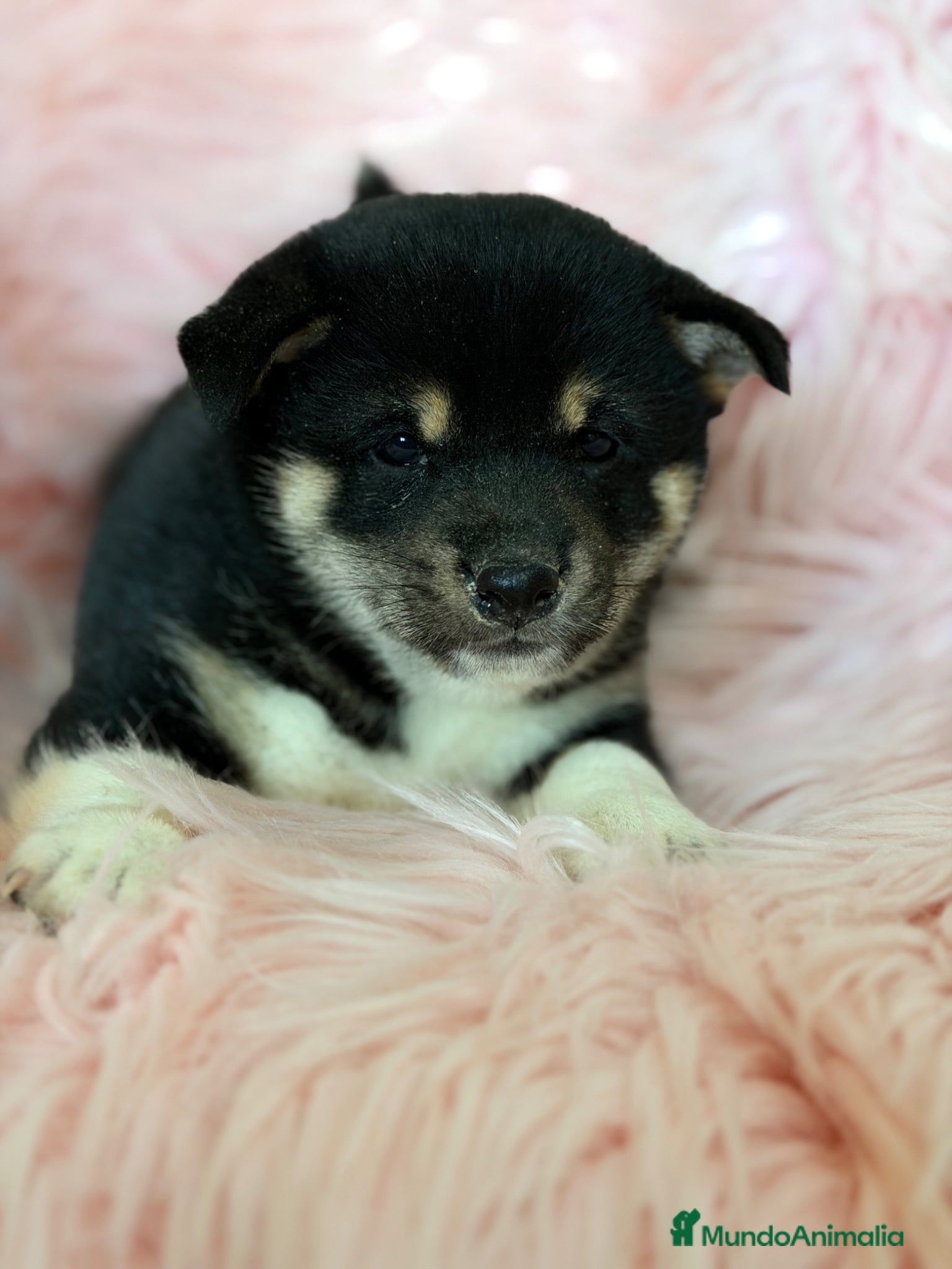 Shiba Inu perros Shiba inu tricolor  - Anuncio 8