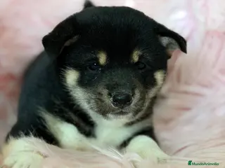 Shiba Inu perros Shiba inu tricolor - Anuncio 8