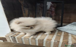 Pomerania perros en venta: Lulú Pomerania ♂️♀️ - Imagen 2