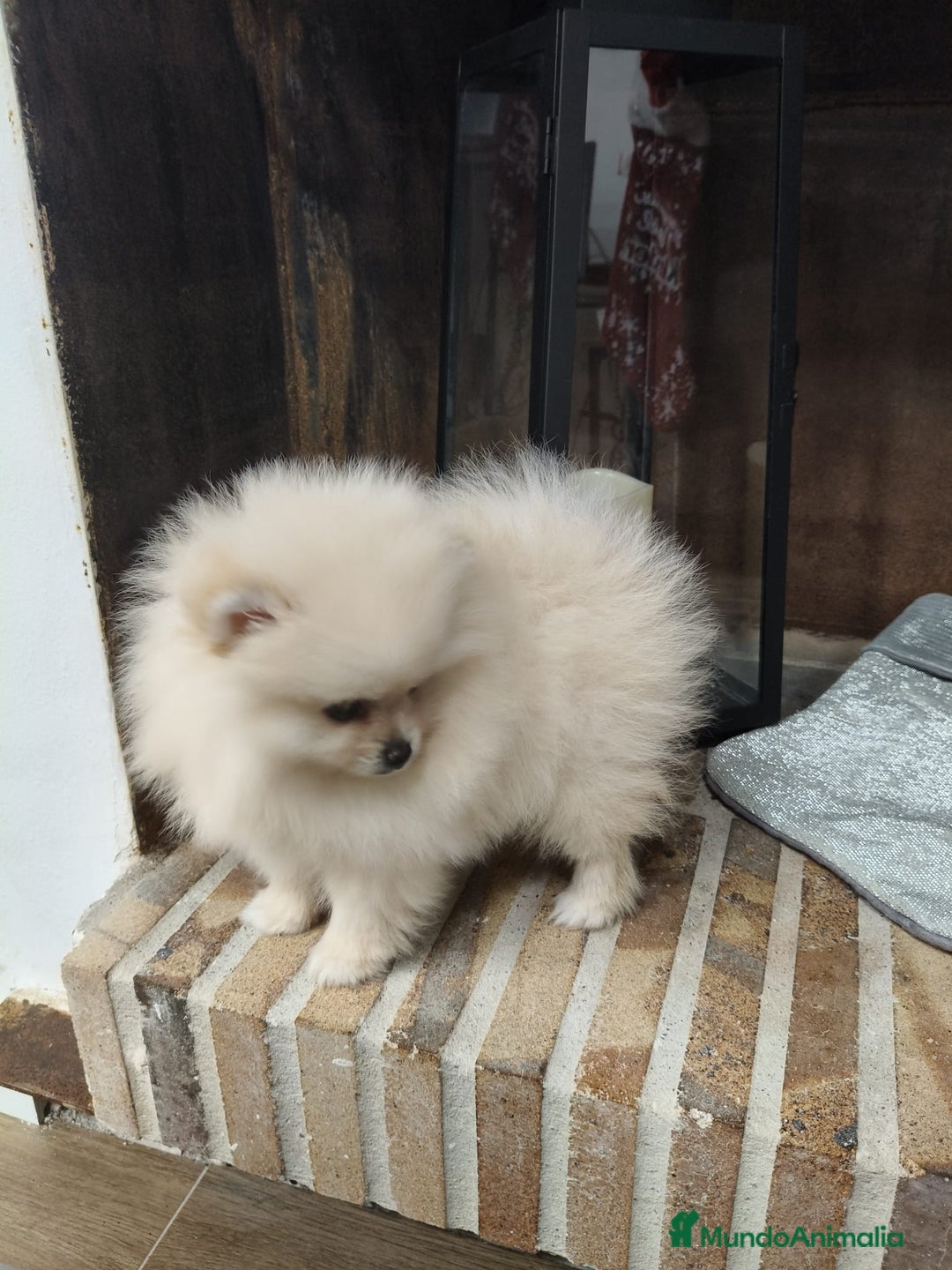 Pomerania perros en venta: Lulú Pomerania ♂️♀️ - Imagen 2
