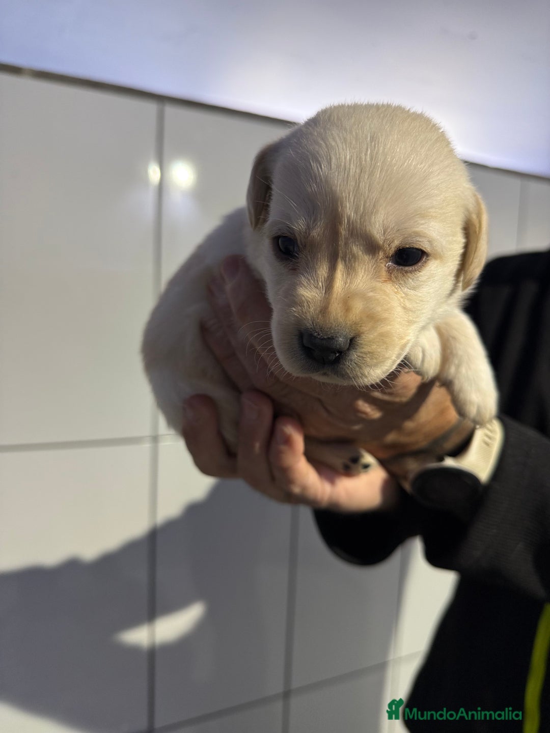 Labrador Retriever perros en venta: Camada labrador  - Anuncio 4